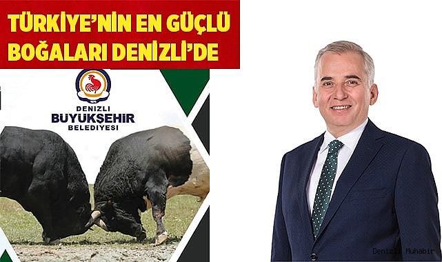 Türkiye’nin en güçlü boğaları Denizli’de