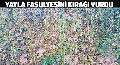 Yayla fasulyesine kırağı vurdu
