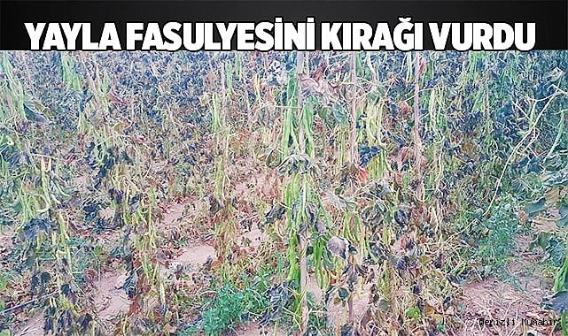 Yayla fasulyesine kırağı vurdu