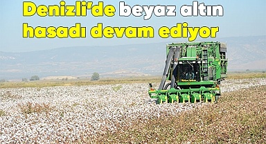 Denizli’de beyaz altın hasadı devam ediyor