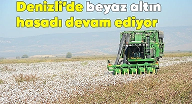 Denizli’de beyaz altın hasadı devam ediyor