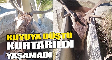 Düştüğü su kuyusundan kurtarılan kızılgeyik telef oldu