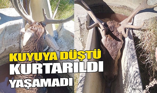 Düştüğü su kuyusundan kurtarılan kızılgeyik telef oldu