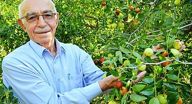 ‘Ölümsüzlük meyvesi’ hünnap yüz güldürüyor