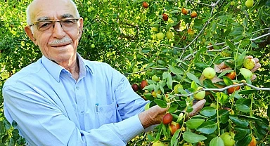 ‘Ölümsüzlük meyvesi’ hünnap yüz güldürüyor