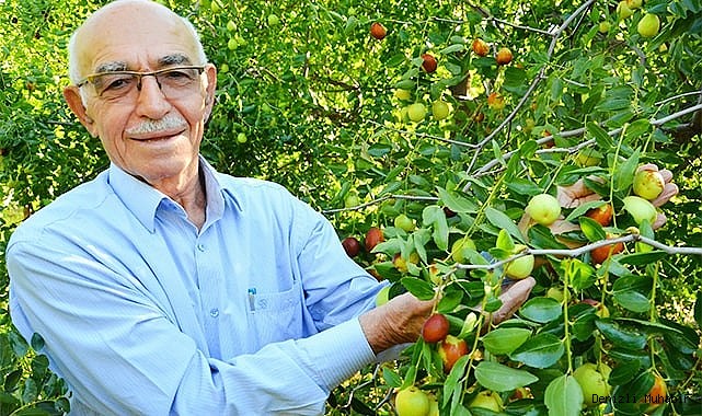 ‘Ölümsüzlük meyvesi’ hünnap yüz güldürüyor