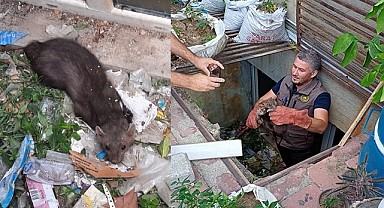 Yağmur suyu mazgalına sıkışan sansar kurtarıldı