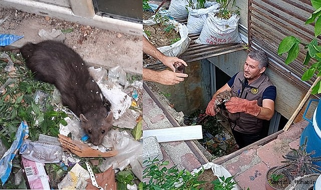 Yağmur suyu mazgalına sıkışan sansar kurtarıldı