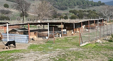 Buldan’da sokak hayvanları için modern barınak yapılıyor