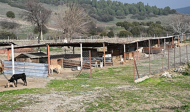 Buldan’da sokak hayvanları için modern barınak yapılıyor