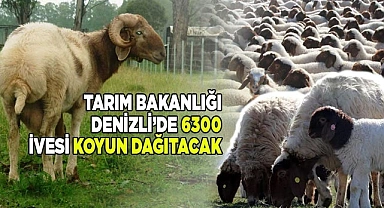 Denizli'de besicilere 6300 adet İvesi koyun dağıtılacak