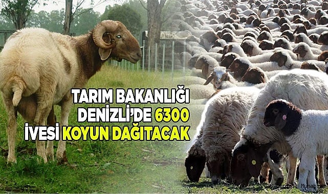 Denizli'de besicilere 6300 adet İvesi koyun dağıtılacak
