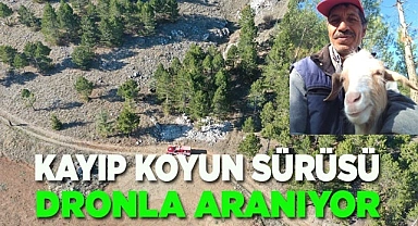Kayıp koyun sürüsü dronla aranıyor