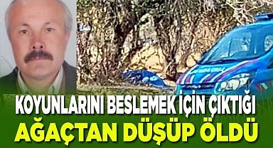 Koyunlarını beslemek için çıktığı ağaçtan düşüp öldü