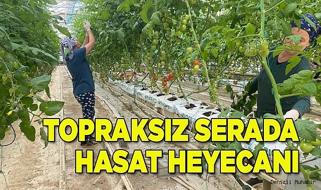 Topraksız serada hasat heyecanı başladı