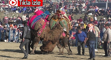 150 pehlivan deve kıran kırana mücadele etti