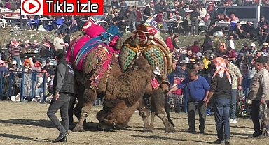 150 pehlivan deve kıran kırana mücadele etti