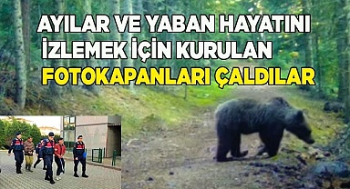 Ayılar ve yaban hayatını izlemek için kurulan fotokapanlar hırsızların hedefi oldu