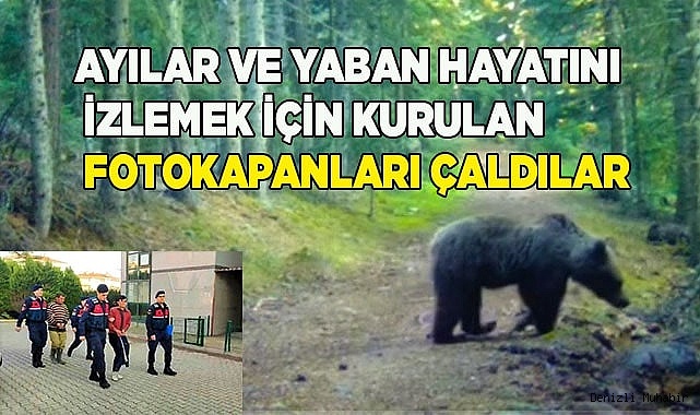 Ayılar ve yaban hayatını izlemek için kurulan fotokapanlar hırsızların hedefi oldu