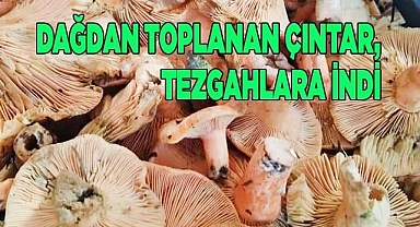 Çıntarlar, tezgahlara indi