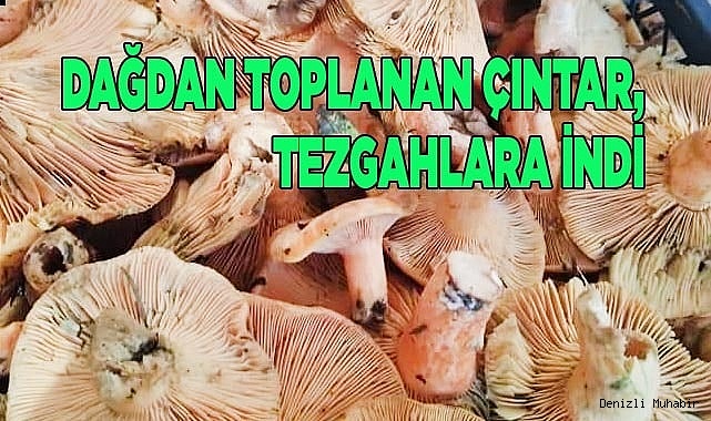 Çıntarlar, tezgahlara indi