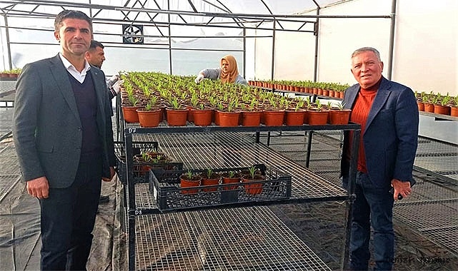 Honaz Belediyesi kendi çiçeğini kendisi üretiyor
