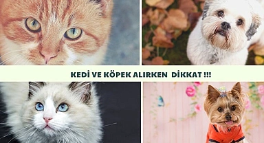 Kedi ve Köpek Alırken Dikkat Edin