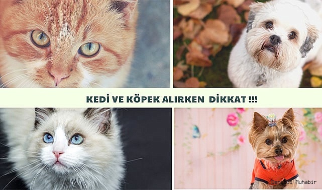 Kedi ve Köpek Alırken Dikkat Edin