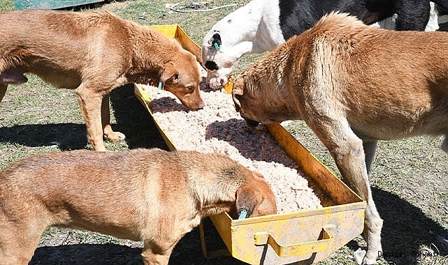Mama üreten firmalara sıkı denetim
