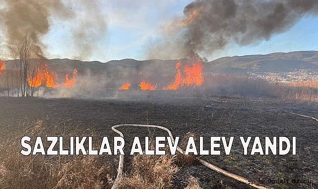 Sazlıklar alev alev yandı