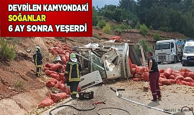 Soğanlar, 6 ay sonra yeşerdi