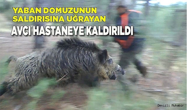 Yaban domuzunun saldırısına uğrayan avcı hastaneye kaldırıldı