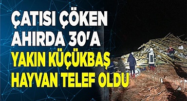 Çatısı çöken ahırda 30'a yakın küçükbaş hayvan telef oldu