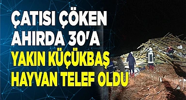 Çatısı çöken ahırda 30'a yakın küçükbaş hayvan telef oldu
