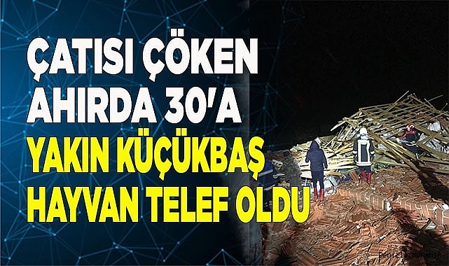 Çatısı çöken ahırda 30'a yakın küçükbaş hayvan telef oldu