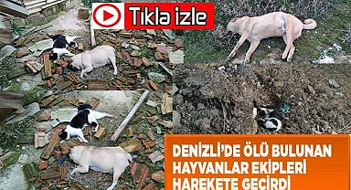 Denizli’de ölü bulunan hayvanlar ekipleri harekete geçirdi