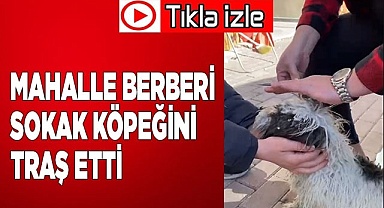 Hayırsever Berber sokak köpeğini traş etti