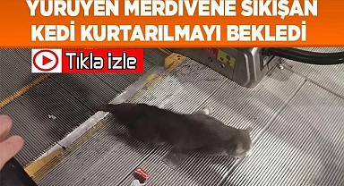 Yürüyen merdivene sıkışan kedi kurtarılmayı bekledi