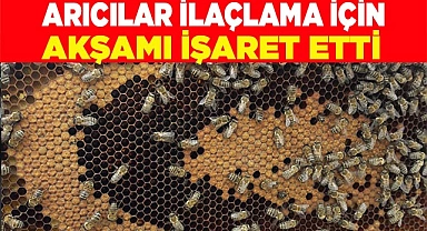 Arıcılar ilaçlama soruna çözüm olarak akşamı işaret etti