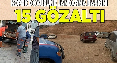 Köpek dövüşüne jandarma baskını: 15 gözaltı