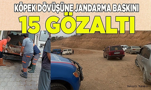 Köpek dövüşüne jandarma baskını: 15 gözaltı