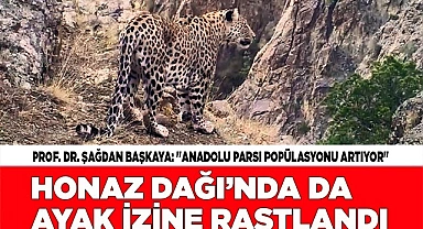 'Anadolu Parsı popülasyonu artıyor'