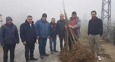 Atıl alanlar kestanelerle dolacak