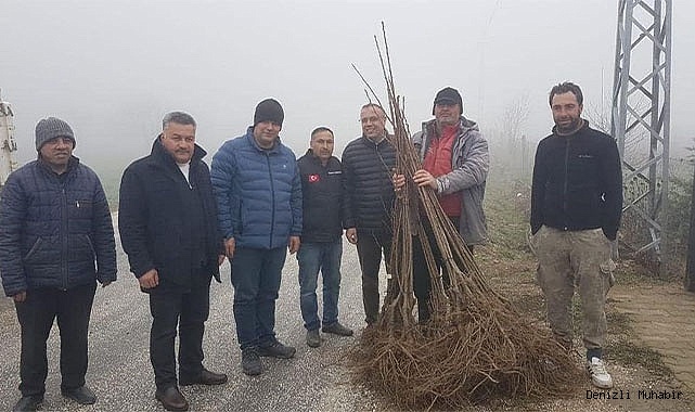 Atıl alanlar kestanelerle dolacak