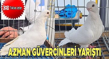Azman güvercinleri güzelliğiyle yarıştı