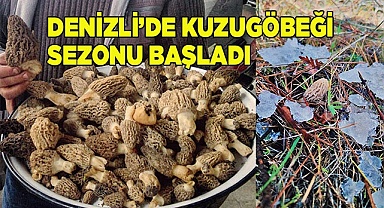 Denizli’de kuzugöbeği mantarı sezonu başladı