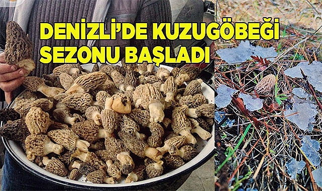 Denizli’de kuzugöbeği mantarı sezonu başladı