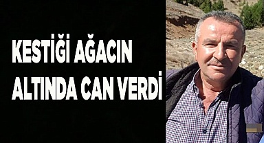 Kestiği ağacın altında can verdi