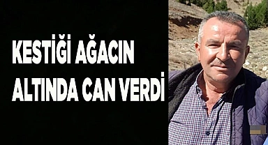 Kestiği ağacın altında can verdi