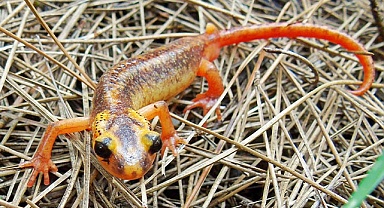 Tehdit altındaki türler için çalıştay